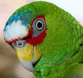 Comprar Amazonas de anteojos